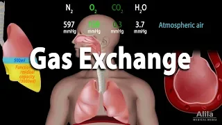 Gas Exchange and Partial Pressures, Animation