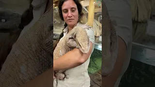 Giant Savannah Monitor😳🥰 They start out so cute and small😅#wow #amazing #beautiful #animals #cute