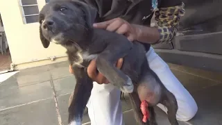 Puppy with intestine bursting out of wound rescued.