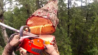 WATCH 65 meter TREE cut-down in 5 minutes