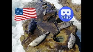 San Diego Attractions: Children's Pool La Jolla & Seal Rock - California (VR180 3D Video)