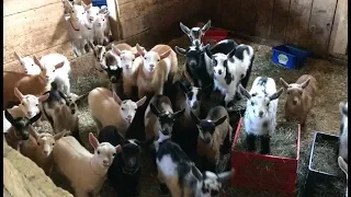 Mornings are Never Dull With 53 Baby Goats!