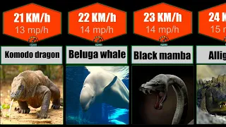 Speed Comparison of Fastest Animals In The World 2022 (Fastest animals on the earth)