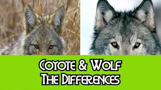 Coyote & Wolf - The Differences