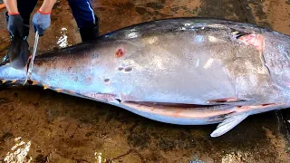 Perfect cutting Skill for a Huge 413kg Bluefin Tuna