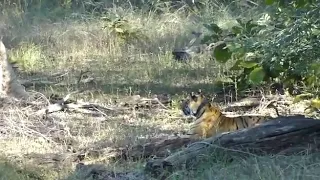 Tadoba Andhari Tiger Reserve #Tadoba #TATR #Hunt #Kill #Attack