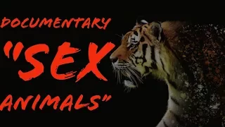 National Geographic Animals   "the sex with animals"   Discovery Nature Wild Wildlife