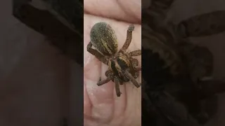 Тарантул хотел прокусить мне руку🕷️😲