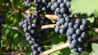 3 основных принципа выбора винных сортов винограда