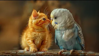 Cat and Budgie Bird?