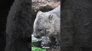 Wombats Are The Only Animal Whose Poop is Cube-Shaped | DPFunFacts