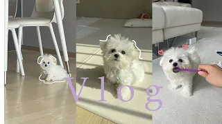 [밀크 VLOG] 아기 강아지 입양 븨로그1탄 l 일상 브이로그 l 3개월 아기 강아지 분양 l 입양 온 지1주일 l 비숑프리제 브이로그 l 미니비숑 성장 브이로그 l 미니비숑일상