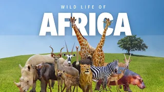 OUR NATURE | AMAZING WILD LIFE OF AFRICA | RELAXING NATURE IN 4K