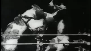 The Boxing Cats (Prof. Welton's)