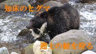 北海道知床のヒグマと羅臼のシマフクロウ　#知床のヒグマ＃知床＃鮭を狩り＃遡上の鮭を狙う#自然＃野生動物＃北海道＃シマフクロウ#野生生物＃ヒグマ