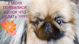 У МЕНЯ ПОЯВИЛИСЯ ЩЕНОК ЧТО ДЕЛАТЬ????