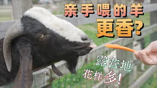 去露营吃烧烤还能喂羊，难不成这食材还要自己养？