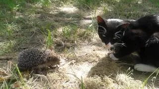 Hedgehog attacks cat