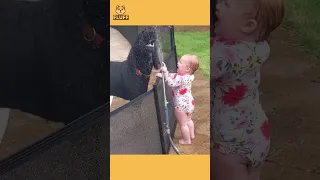 Funny Babies Playing with Dogs Episode 3 #funny #baby #dogs