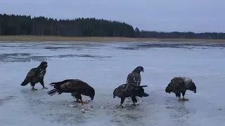 Merikotkat merenjäällä. kuvasivustoni kahir.kuvat.fi