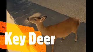 DO YOU KNOW ABOUT the Endangered Key Deer?