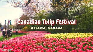 Canadian Tulip Festival | Ottawa Canada | AmyPlus Film