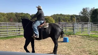 First ride on Percheron (Titan)