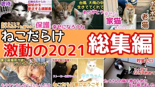 ねこだらけ激動の2021年総集編