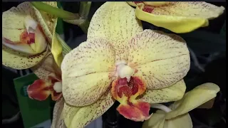 Свежий завоз орхидей в ассортименте и других растений. СЦ " Садовод".