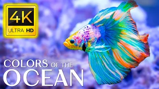 Aquarium 4K VIDEO (ULTRA HD) - Beautiful Coral Reef Fish - Sleep Relaxing Meditation Music