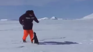 Penguins attack!