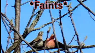 Mating Male Finch Faints (Female revives him!)