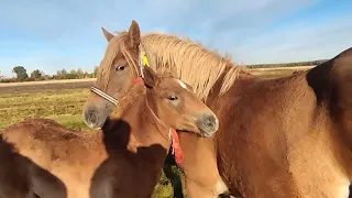 ЛОШАДИ🐎МАШКА И ЕЁ КОБЫЛКА БРАЗИЛИЯ💥💣