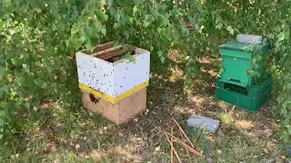 Łapanie (ratowanie) rojów pszczół. Jak się mają RÓJKI W BUDKACH? (28.06.2022)