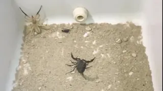 Camel spiders vs scorpion