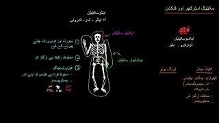 Skeletal structure and function |  Muscular skeletal system physiology |  NCLEX RN