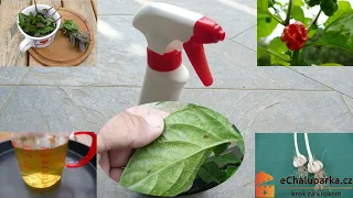 Jak vyrobit domácí postřik z česneku proti mšicím, molicím a plísním. Garlic Spray