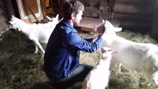 Знакомство козла с козами