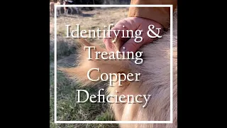Identifying & Treating Copper Deficiency in Dairy Goats