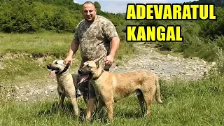 Câinii KANGALI GALBENI, APROAPE DISPARUTI - DAN NE EXPLICA TOTUL DESPRE RASA KANGAL.