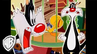 Looney Tunes Latino America | Lo Mejor de Piolín y Silvestre | WB Kids