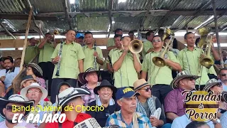 ✅🔥EL PÁJARO 🐦 - Banda Juvenil de Chochó