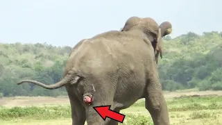 Он думал, что слон просто стоит на месте! Глядя в бинокль, он был в шоке от увиденного!