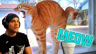 Angry Cats - Super Pets Reaction Videos #2| MEOW Funny TikTok , Guitarist Reacts