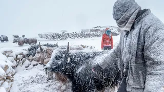 A Winter Storm in Changthang | Living with the Changpas of Ladakh - 4/6