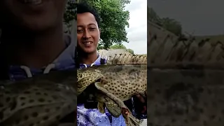 mancing dapat ikan kerapu besar..!!