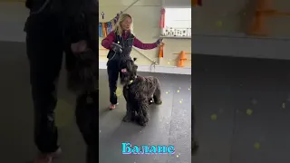 Танцы с собаками. Русский чёрный терьер Парма. Iqdog.ru - мы знаем все секреты дрессировки собак.