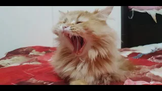 Awesome SO Cute Cat ! Cute and Funny Cat Videos to Keep You Smiling#101 | Memi Cat