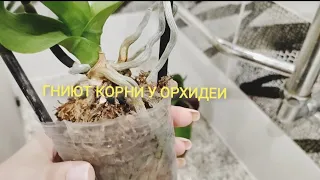 Transplanting orchids with rotten roots. The root rot has not been stopped, I have no other choice