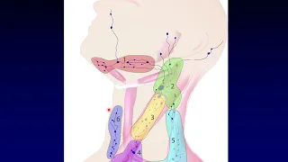 Neck Anatomy 2: Lymph Nodes